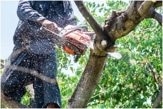 tree services River Road